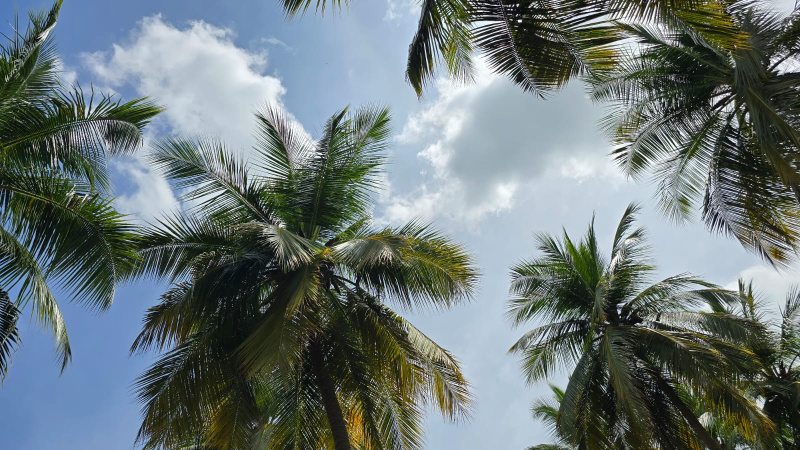  Agricultural Land 21800 Sq.ft. for Sale in Kalavasal, Madurai