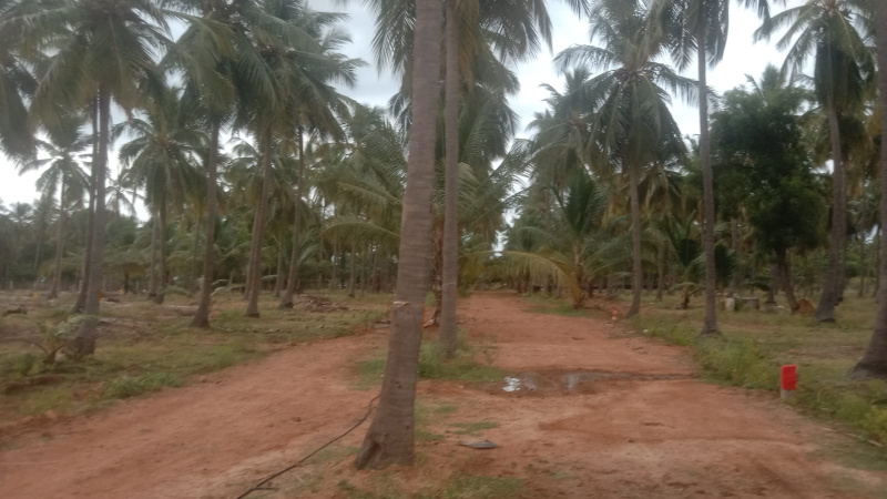  Agricultural Land 21780 Sq.ft. for Sale in Kalavasal, Madurai