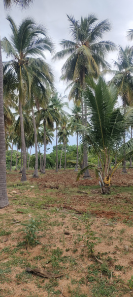  Agricultural Land 10900 Sq.ft. for Sale in Achampathu, Madurai