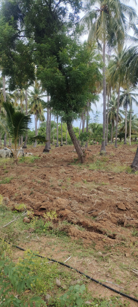  Agricultural Land 10900 Sq.ft. for Sale in Achampathu, Madurai