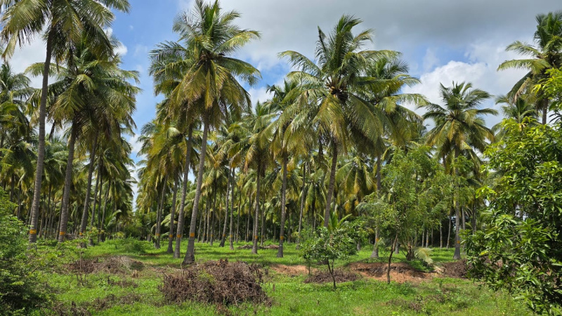  13977 Sq.ft. Residential Plot for Sale in Virattipathu, Madurai