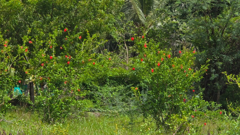  13977 Sq.ft. Residential Plot for Sale in Virattipathu, Madurai