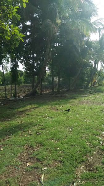  Agricultural Land 33 Acre for Sale in Barela, Jabalpur