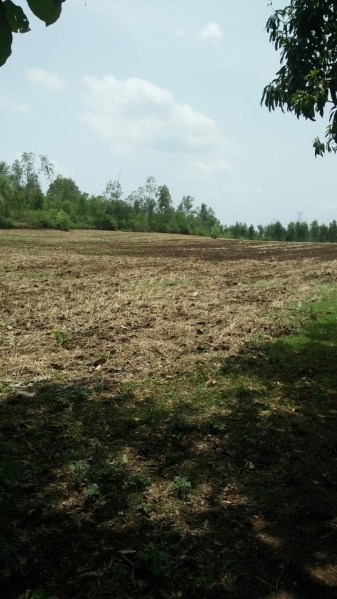  Agricultural Land 33 Acre for Sale in Barela, Jabalpur