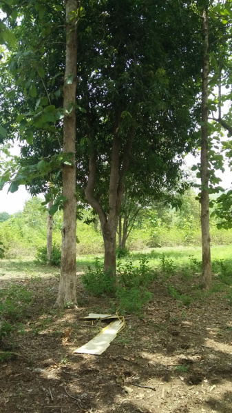  Agricultural Land 33 Acre for Sale in Barela, Jabalpur
