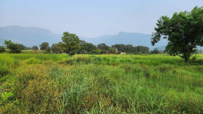  Agricultural Land 15 Bigha for Sale in Naugaon, Alwar