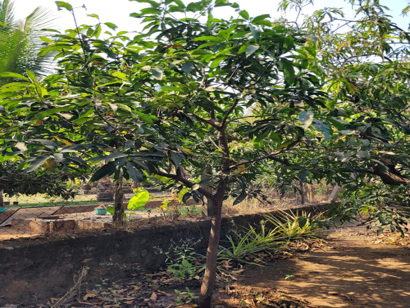  Agricultural Land 14 Guntha for Sale in Badlapur West, Thane