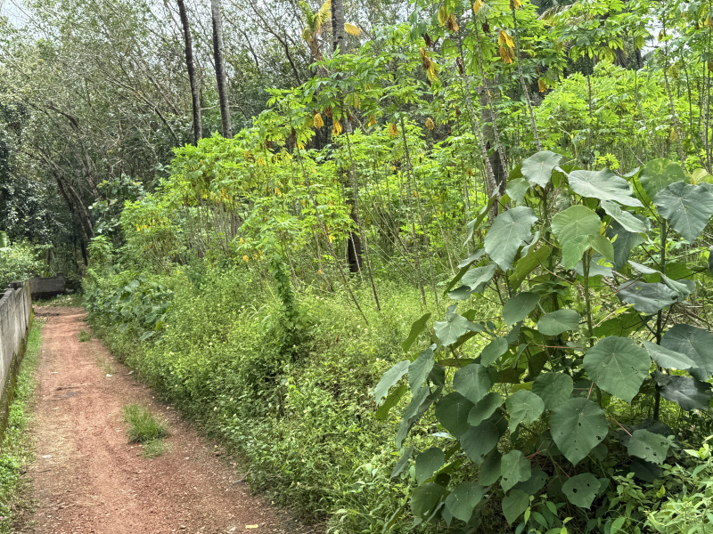  Residential Plot 24 Cent for Sale in Nallila, Kollam