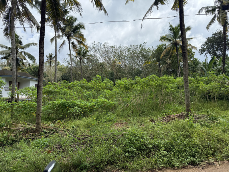  Residential Plot 24 Cent for Sale in Nallila, Kollam