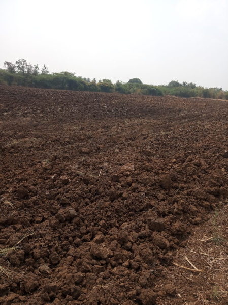  Agricultural Land 15 Acre for Sale in Lakshmeshwar, Gadag