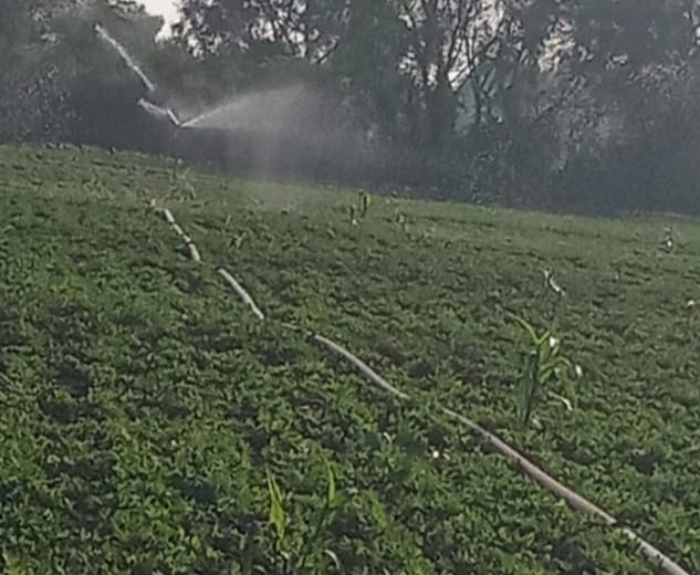  Agricultural Land 15 Acre for Sale in Lakshmeshwar, Gadag