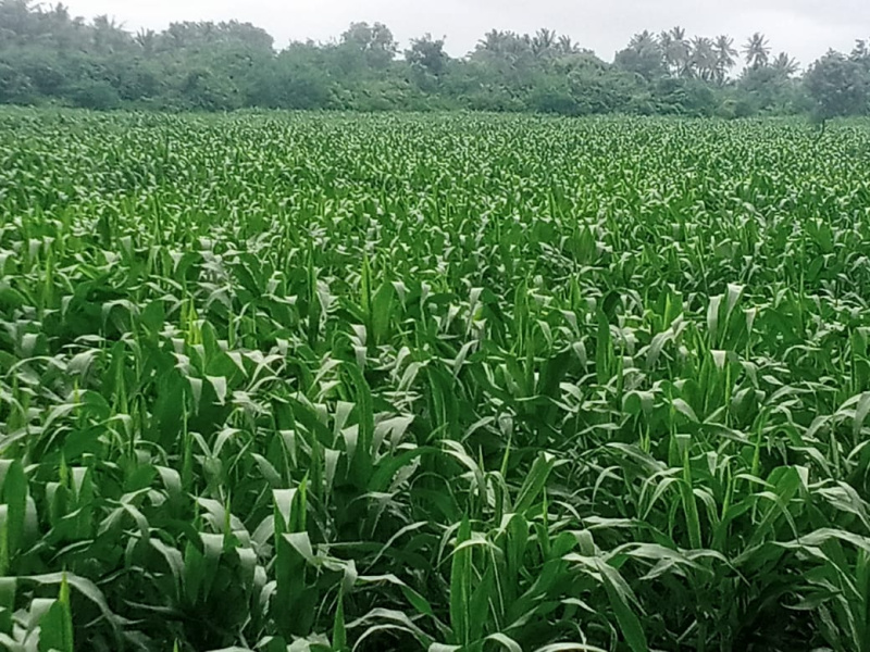  Agricultural Land 15 Acre for Sale in Lakshmeshwar, Gadag