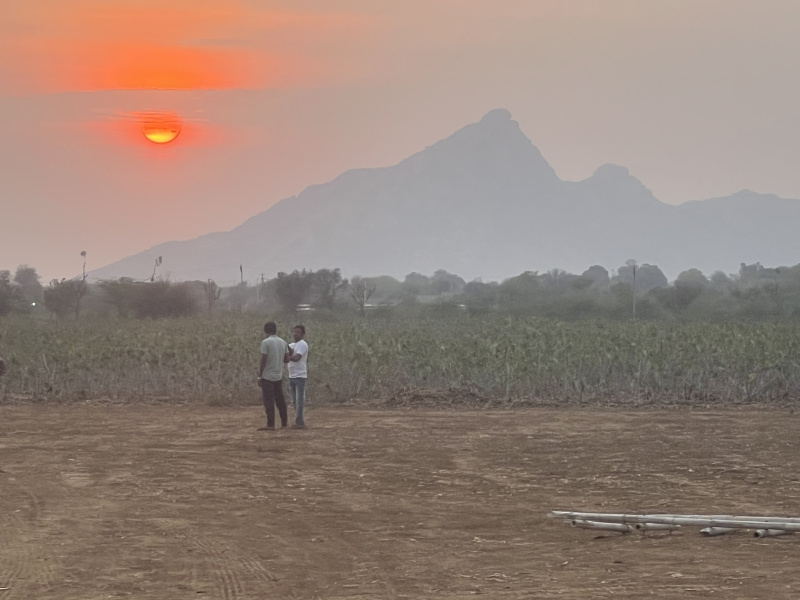  Agricultural Land 23 Bigha for Sale in Sumerpur Pali