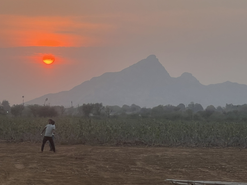  Agricultural Land 23 Bigha for Sale in Sumerpur Pali