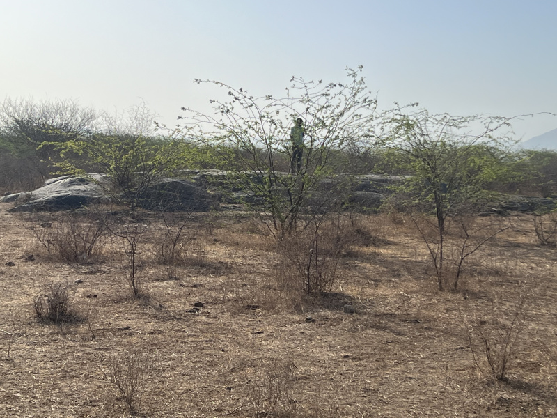  Agricultural Land 23 Bigha for Sale in Sumerpur Pali