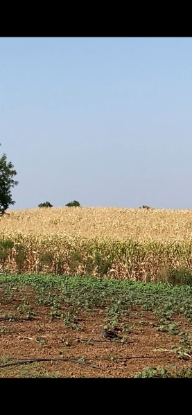  Agricultural Land 11 Acre for Sale in Jamner, Jalgaon