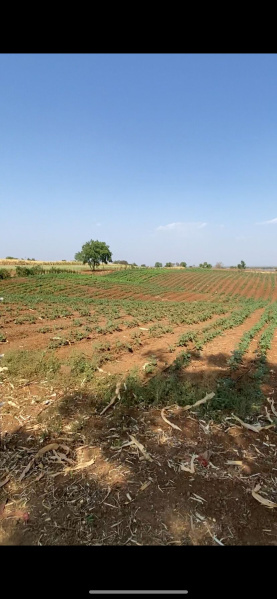  Agricultural Land 11 Acre for Sale in Jamner, Jalgaon