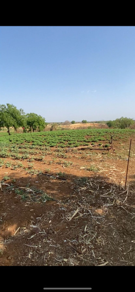  Agricultural Land 11 Acre for Sale in Jamner, Jalgaon