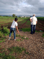  Agricultural Land for Rent in Kolwadi, Pune, 