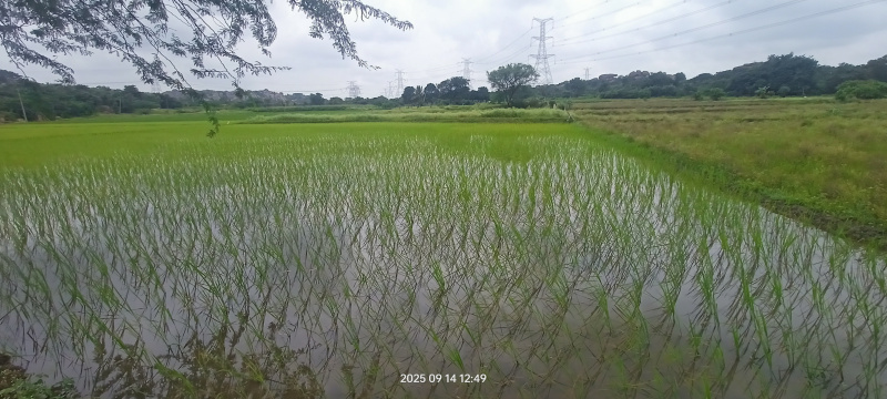 1 BHK Farm House 16940 Sq. Yards for Sale in Maheshwaram, Rangareddy
