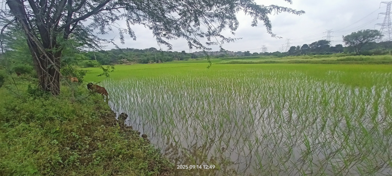 1 BHK Farm House 16940 Sq. Yards for Sale in Maheshwaram, Rangareddy