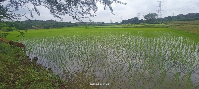 1 BHK Farm House 16940 Sq. Yards for Sale in Maheshwaram, Rangareddy