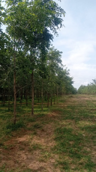  Commercial Land for Sale in Bhogapuram, Visakhapatnam