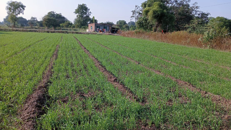  6 Acre Agricultural/Farm Land for Sale in Malegaon, Nashik