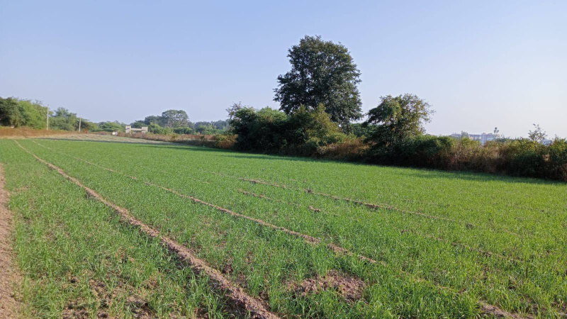  6 Acre Agricultural/Farm Land for Sale in Malegaon, Nashik