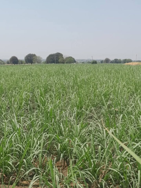  6 Acre Agricultural/Farm Land for Sale in Malegaon, Nashik