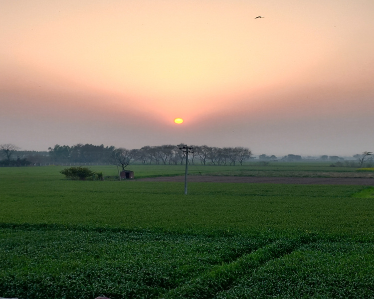  Agricultural Land 5 Acre for Sale in NH 1, Rajpura
