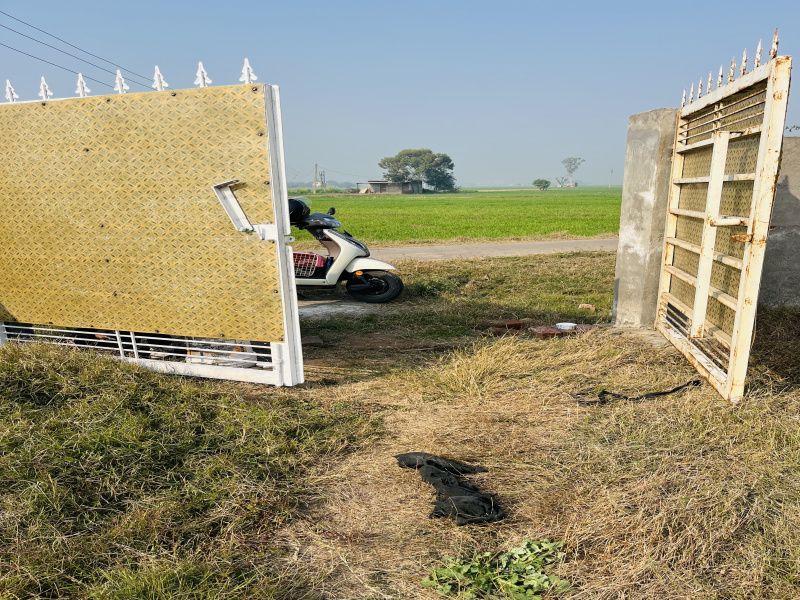  Agricultural Land 7 Ares for Rent in Ghanaur, Patiala