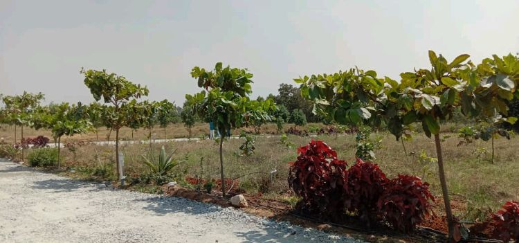  Residential Plot 2400 Sq.ft. for Sale in Hosur, Bangalore