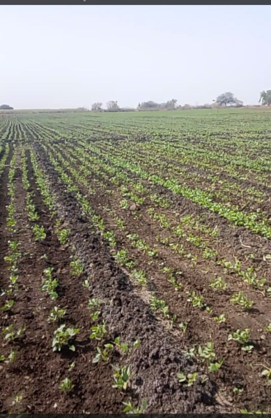  10 Acre Agricultural/Farm Land for Sale in Sanawad, Khargone