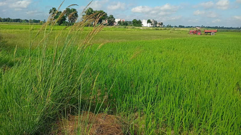  Residential Plot 15000 Sq.ft. for Sale in Turki, Muzaffarpur