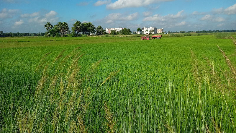  Residential Plot 15000 Sq.ft. for Sale in Turki, Muzaffarpur