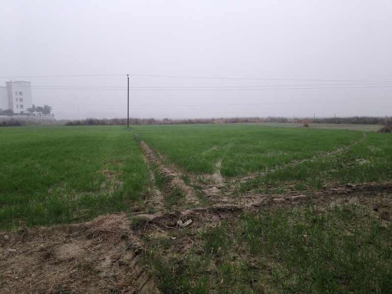  14 Bigha Residential Plot for Sale in Turki, Muzaffarpur