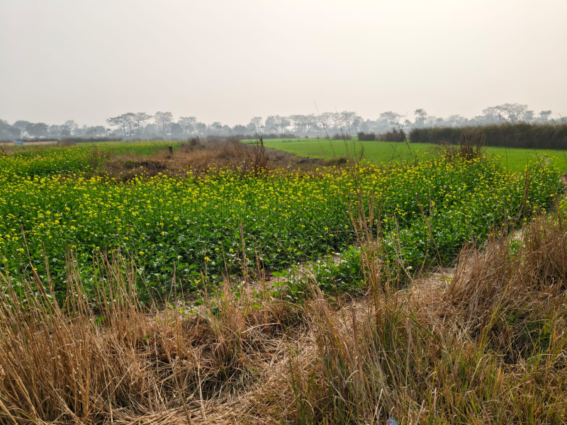  28160 Sq.ft. Residential Plot for Sale in Turki, Muzaffarpur