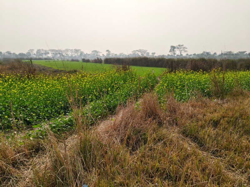  28160 Sq.ft. Residential Plot for Sale in Turki, Muzaffarpur