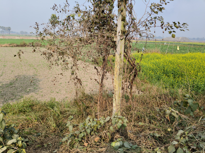  176000 Sq.ft. Residential Plot for Sale in Turki, Muzaffarpur