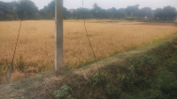  Residential Plot for Sale in Amarpur, Banka