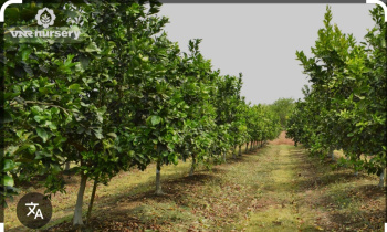 1 RK Farm House for Sale in Gurrampode, Nalgonda
