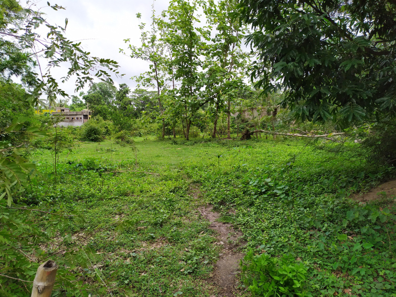  Residential Plot 10000 Sq.ft. for Sale in Pattamundai, Kendrapara