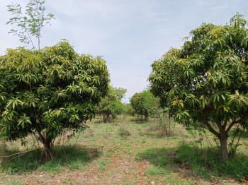  Agricultural Land for Sale in Whitefield, Bangalore
