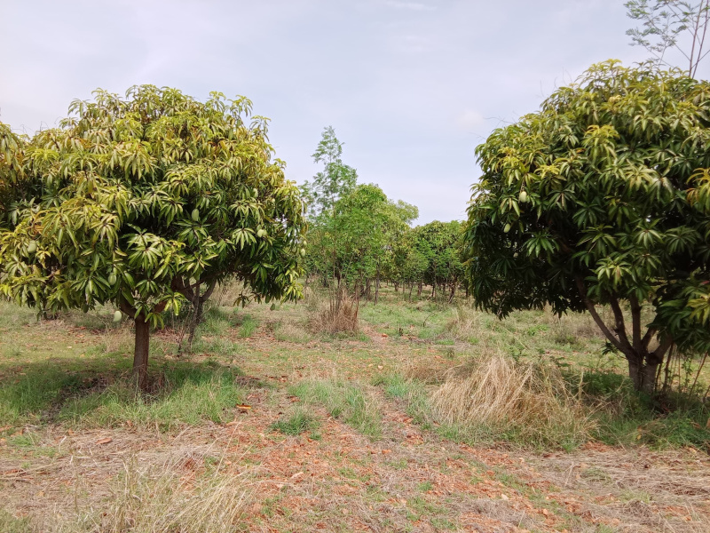  Agricultural Land 6000 Sq.ft. for Sale in Whitefield, Bangalore