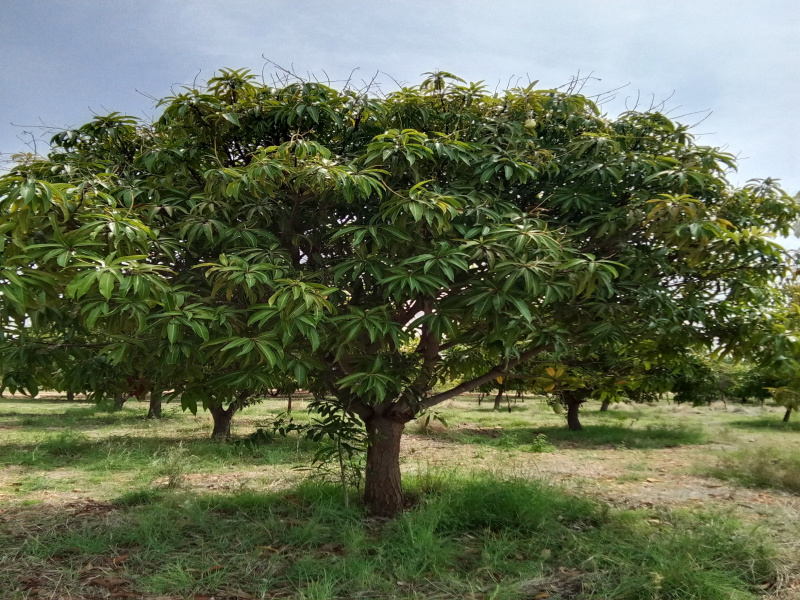  Agricultural Land 6000 Sq.ft. for Sale in Whitefield, Bangalore