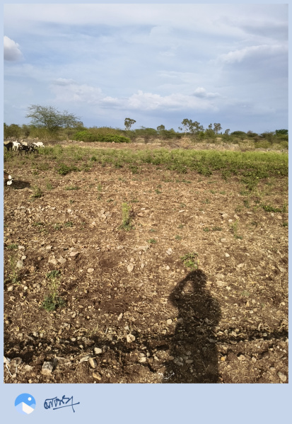  Agricultural Land 6 Ares for Sale in Darewadi, Ahmednagar