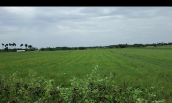  Agricultural Land for Sale in Kalpakkam, Kanchipuram