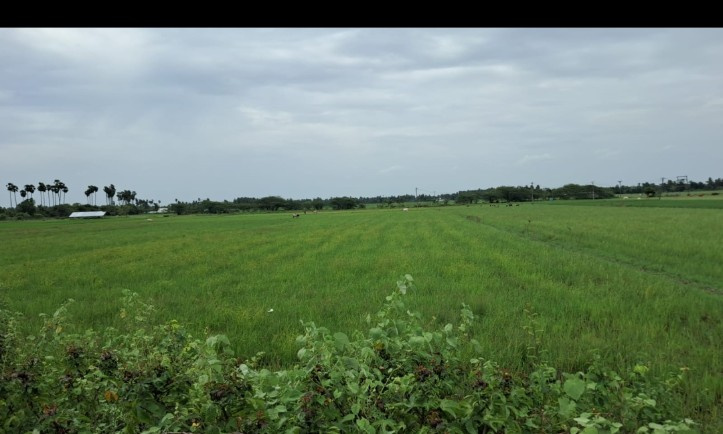  Agricultural Land 450 Cent for Sale in Kalpakkam, Kanchipuram