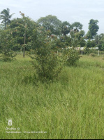  Agricultural Land for Sale in Pulipakkam, Chengalpattu